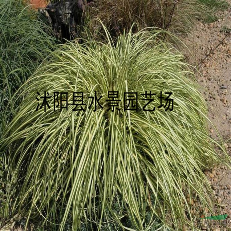 大量各種地被植物——金葉苔草