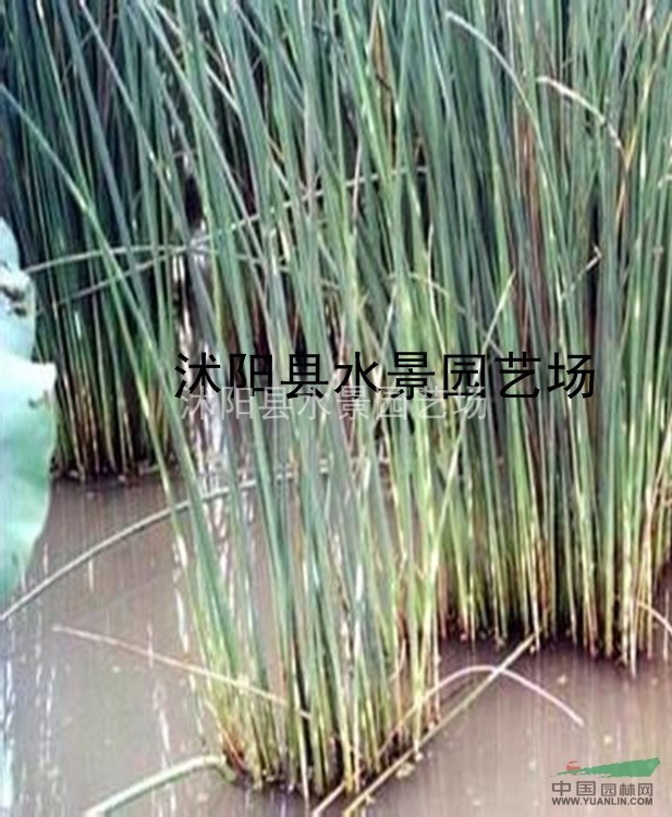 供應各種水生植物 水蔥、莞蒲等金葉水蔥 金線水蔥