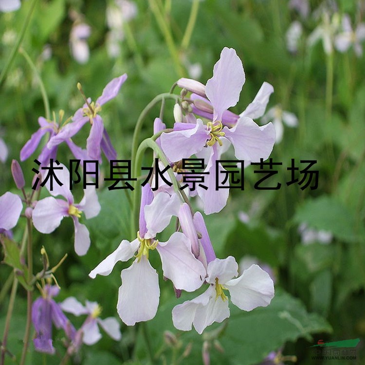 供應(yīng)水生植物和地被 二月蘭 （別名諸葛菜、菜子花）