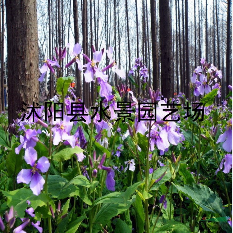 供應(yīng)水生植物和地被 二月蘭 （別名諸葛菜、菜子花）