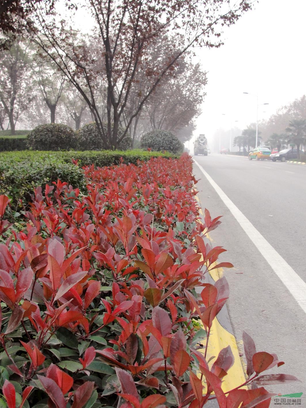 紅葉石楠，南京紅葉石楠價格