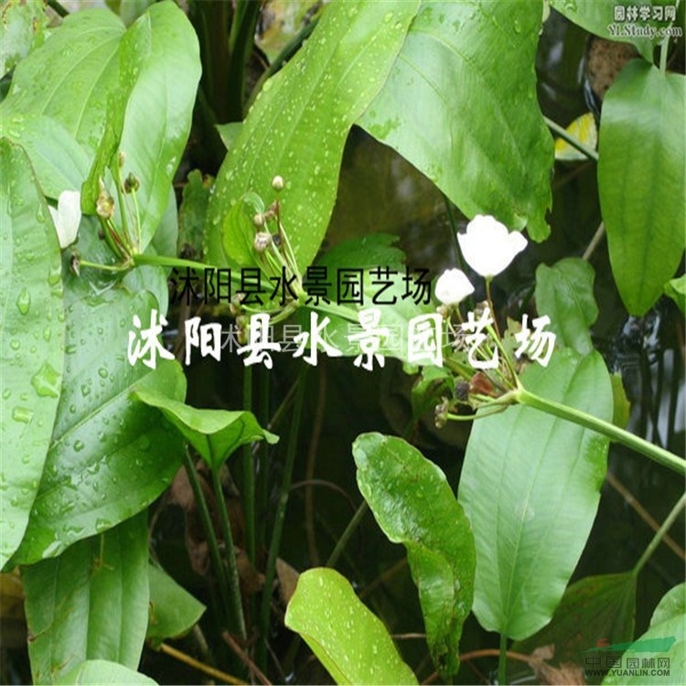 澤瀉，澤瀉供應(yīng)，澤瀉價(jià)格，澤瀉圖片，江蘇澤瀉