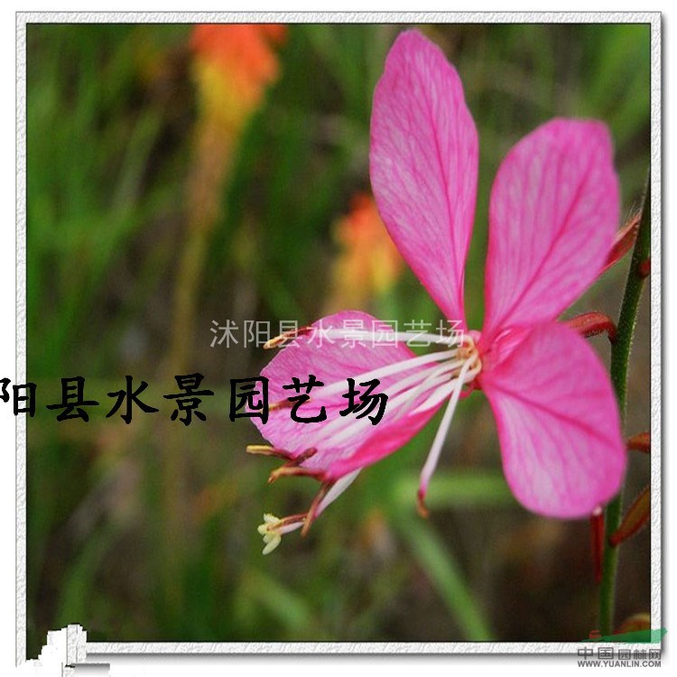 紫葉千鳥花，紫葉千鳥花供應(yīng)，紫葉千鳥花價格