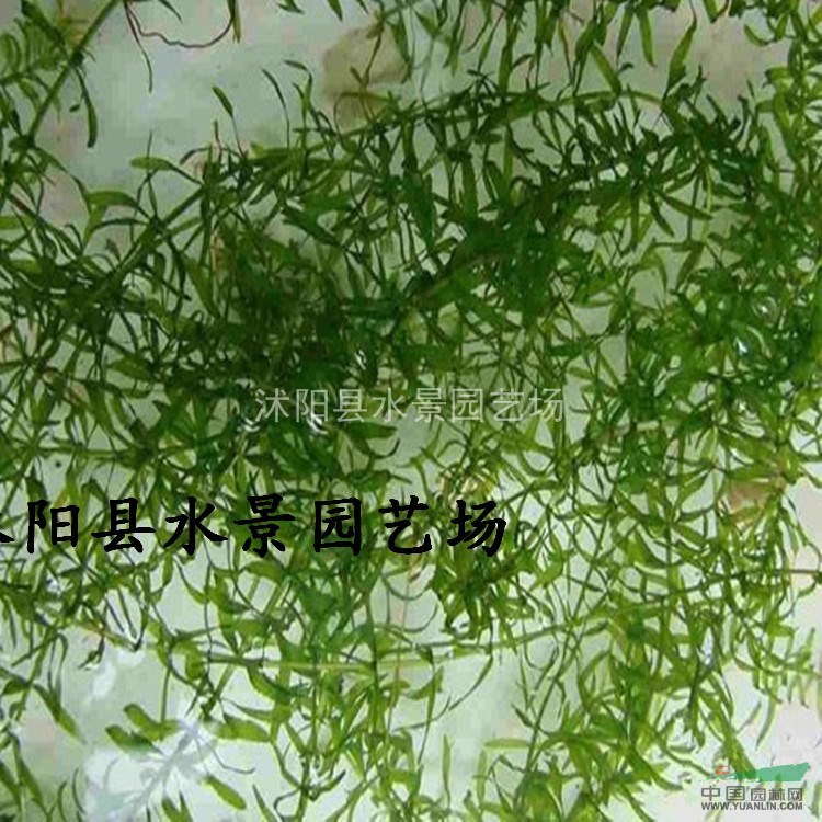 江蘇伊樂藻 水生植物批發(fā) 伊樂藻價(jià)格 大量批發(fā)伊樂藻