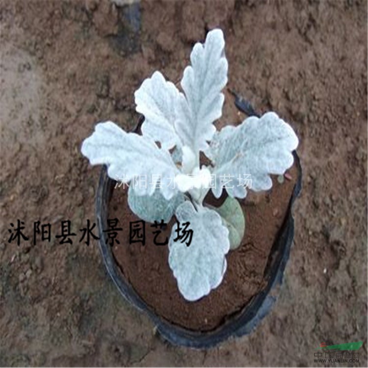 江蘇銀葉菊，雪葉菊供應(yīng)，銀葉菊價格 大量銀葉菊批發(fā)