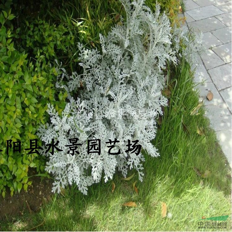 江蘇銀葉菊，雪葉菊供應(yīng)，銀葉菊價格 大量銀葉菊批發(fā)