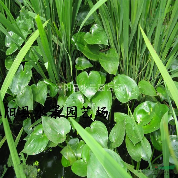 大量供應(yīng)雨久花 藍(lán)花菜供應(yīng) 雨久花價格 水生植物價格 批發(fā)