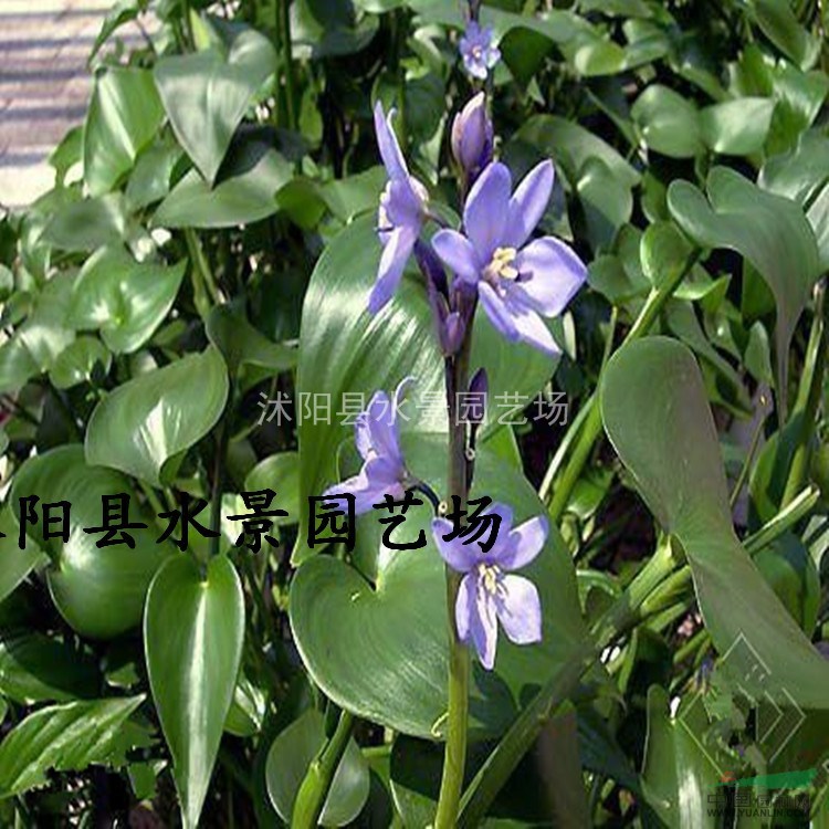 大量供應(yīng)雨久花 藍(lán)花菜供應(yīng) 雨久花價格 水生植物價格 批發(fā)