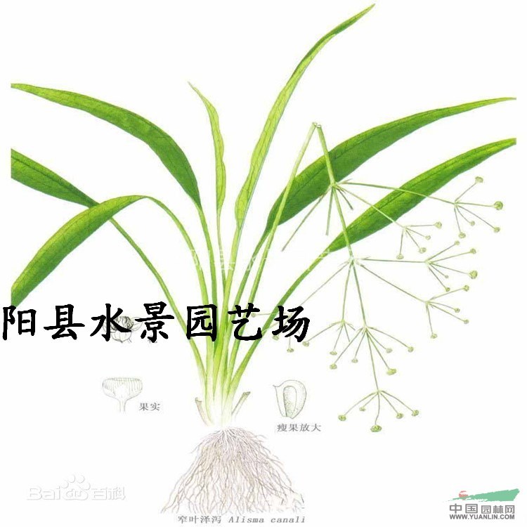 窄葉澤瀉，窄葉澤瀉價格，窄葉澤瀉供應(yīng)，窄葉澤瀉圖片