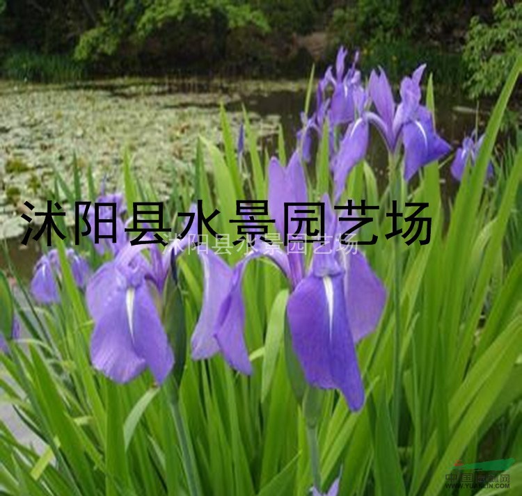 花菖蒲，日本花菖蒲，玉蟬花，花菖蒲價格，花菖蒲供應(yīng)