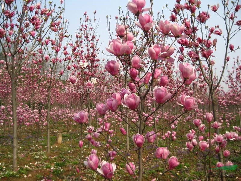 虞北花木專業(yè)合作社特價(jià)供應(yīng)玉蘭，紅玉蘭 白玉蘭紫玉蘭 黃玉蘭