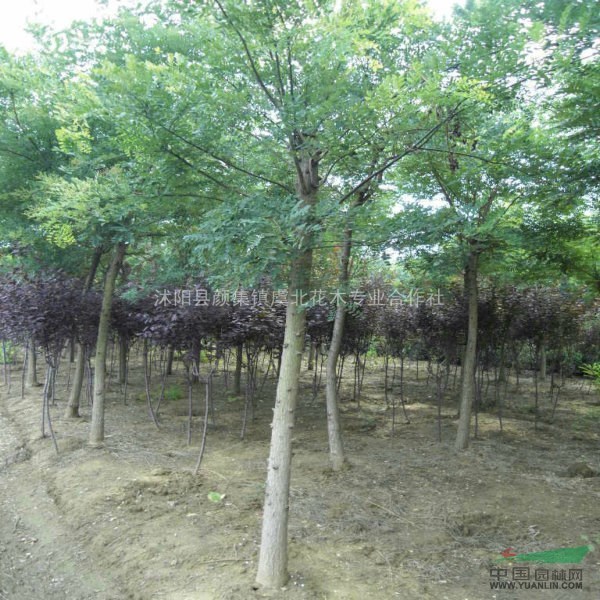 虞北花木專業(yè)合作社特價供應國槐 龍爪槐 黃金槐 香花槐