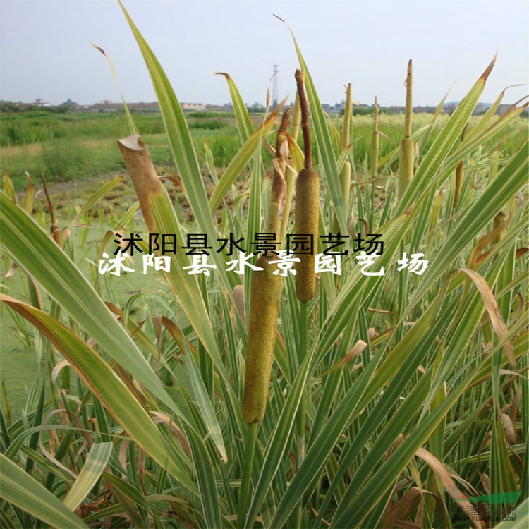 供應(yīng)花葉香蒲 花葉香蒲苗 花葉香蒲基地 花葉香蒲價(jià)格