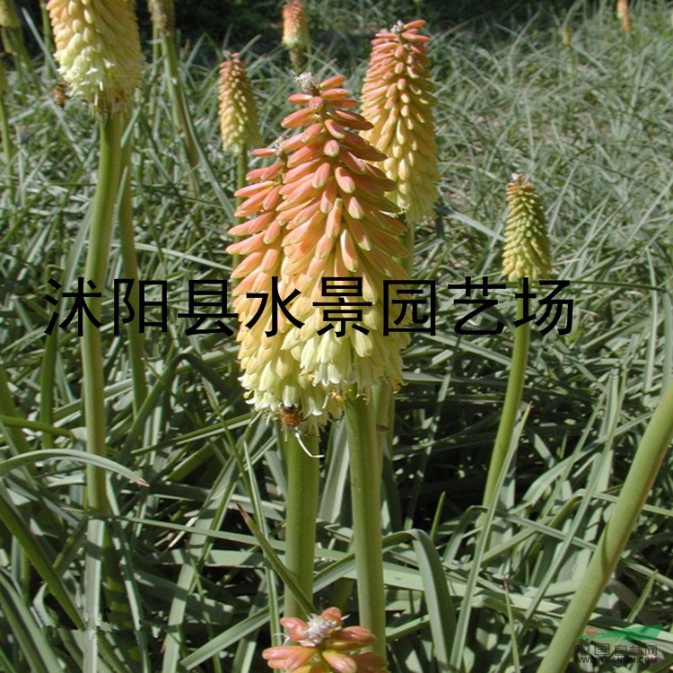 供應火炬花 沭陽火炬花 火炬花苗 火炬花基地 花苗盆栽