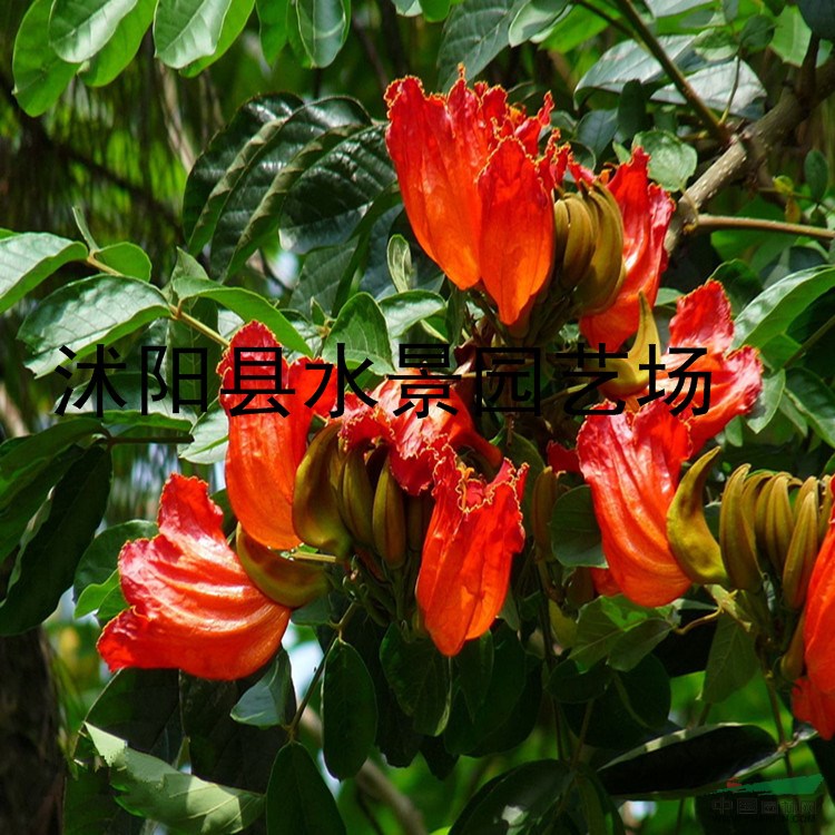 供應火炬花 沭陽火炬花 火炬花苗 火炬花基地 花苗盆栽