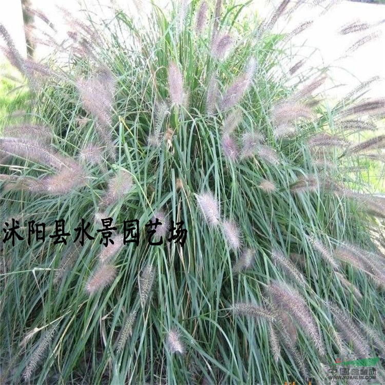 供應(yīng)紫惠狼尾草，狼尾草價格，紫惠狼尾草基地