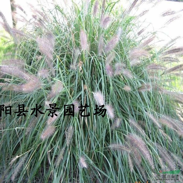 供應(yīng)紫惠狼尾草，狼尾草價格，紫惠狼尾草基地