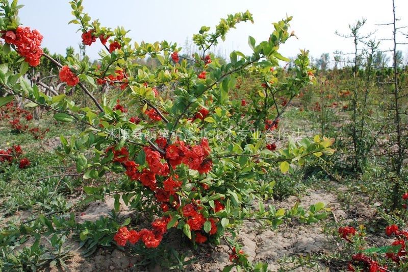 虞北花木專業(yè)合作社常年供應綠化工程苗