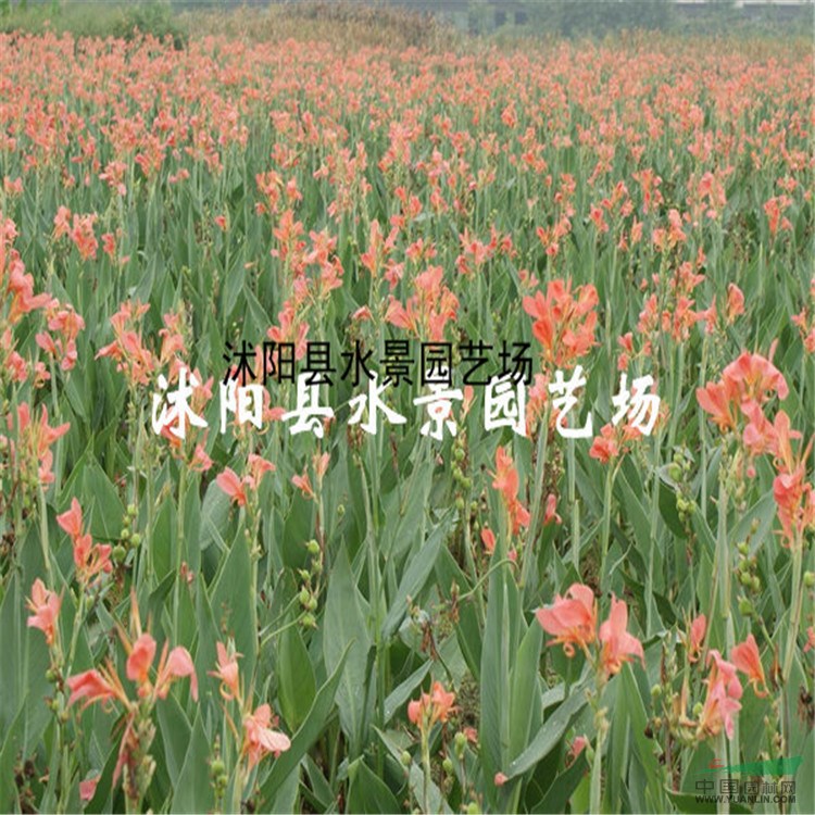 應(yīng)水生花葉美人蕉 水生黃花美人蕉 大花美人蕉 水生花卉