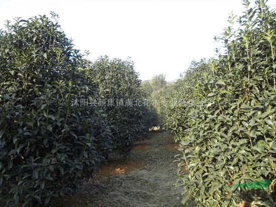 虞北花木專業(yè)合作社批發(fā)各種桂花工程苗