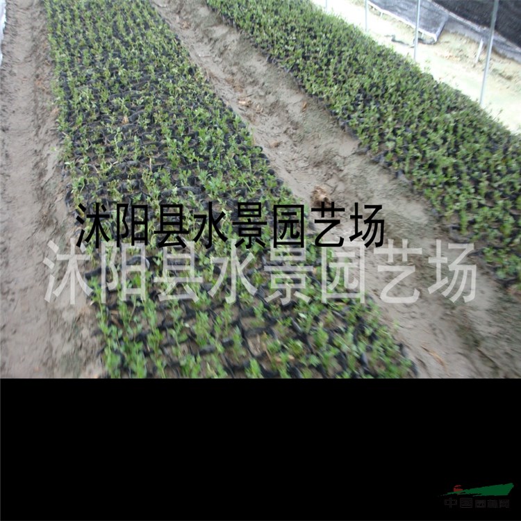 供應(yīng)美女櫻【草五色梅、鋪地錦、美人櫻】美女櫻價格