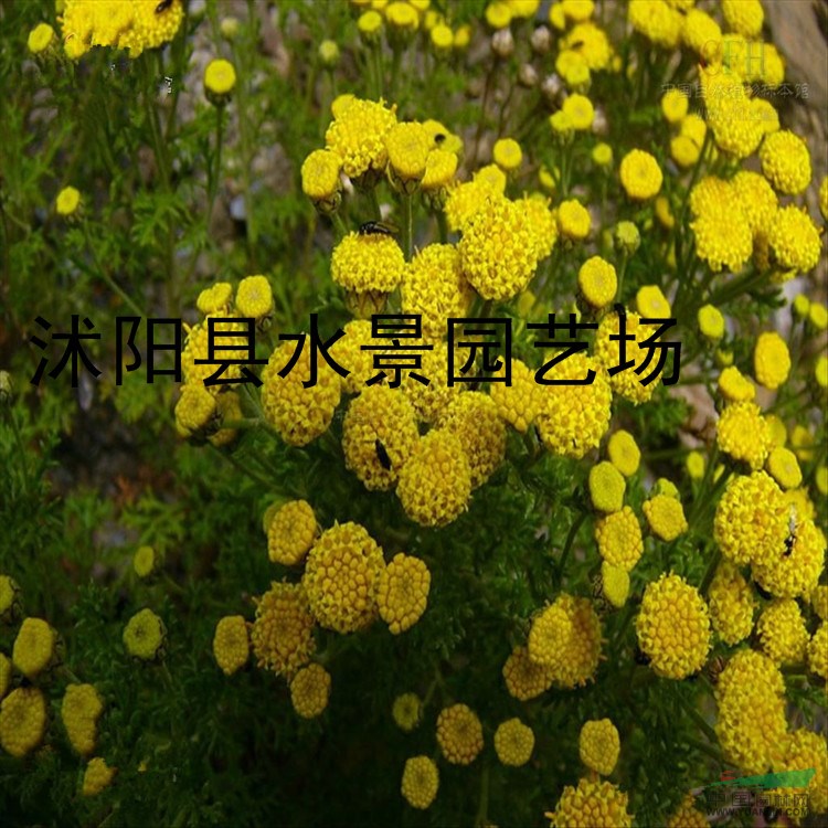 供應(yīng)亞菊 沭陽亞菊 亞菊苗 亞菊基地