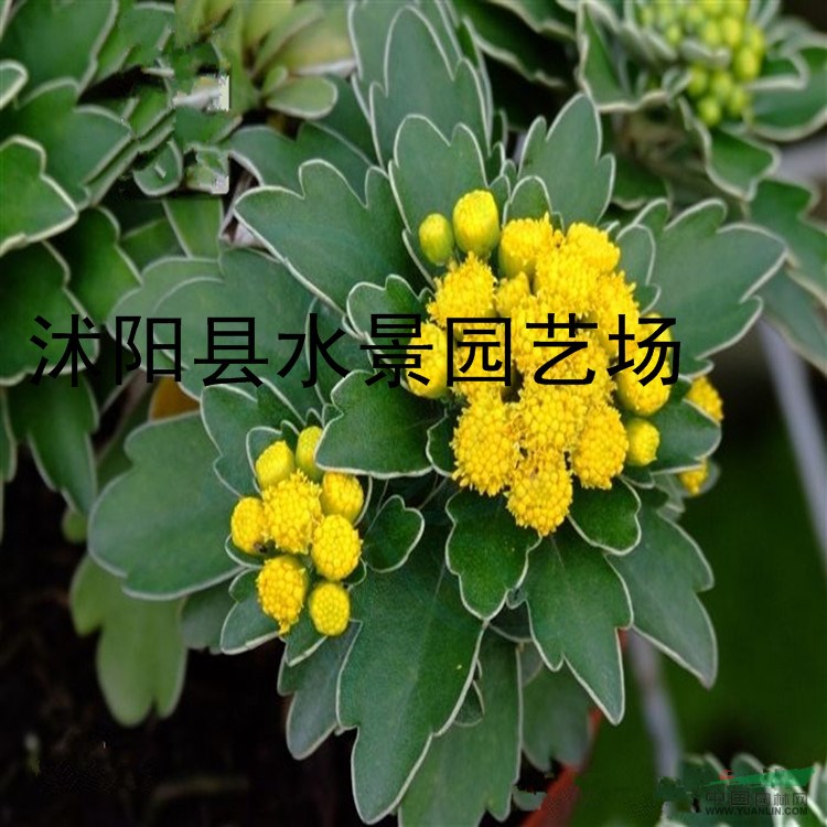 供應(yīng)亞菊 沭陽亞菊 亞菊苗 亞菊基地