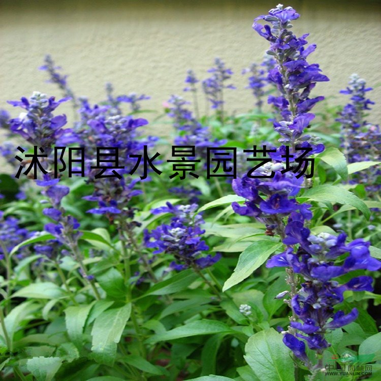供應(yīng)鼠尾草 鼠尾草苗 沭陽鼠尾草 鼠尾草基地