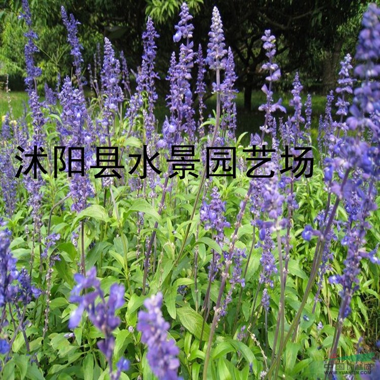 供應(yīng)鼠尾草 鼠尾草苗 沭陽鼠尾草 鼠尾草基地