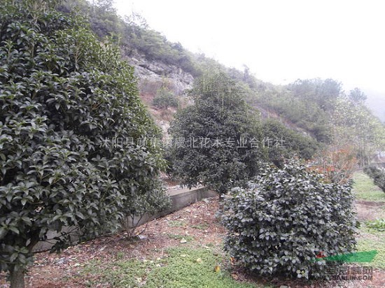 虞北花木專業(yè)合作社大量批發(fā)各種桂花