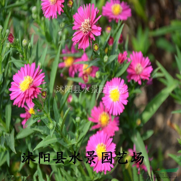 供應(yīng)荷蘭菊 地被菊 亞菊 大花金雞菊 小菊 荷蘭菊價(jià)格