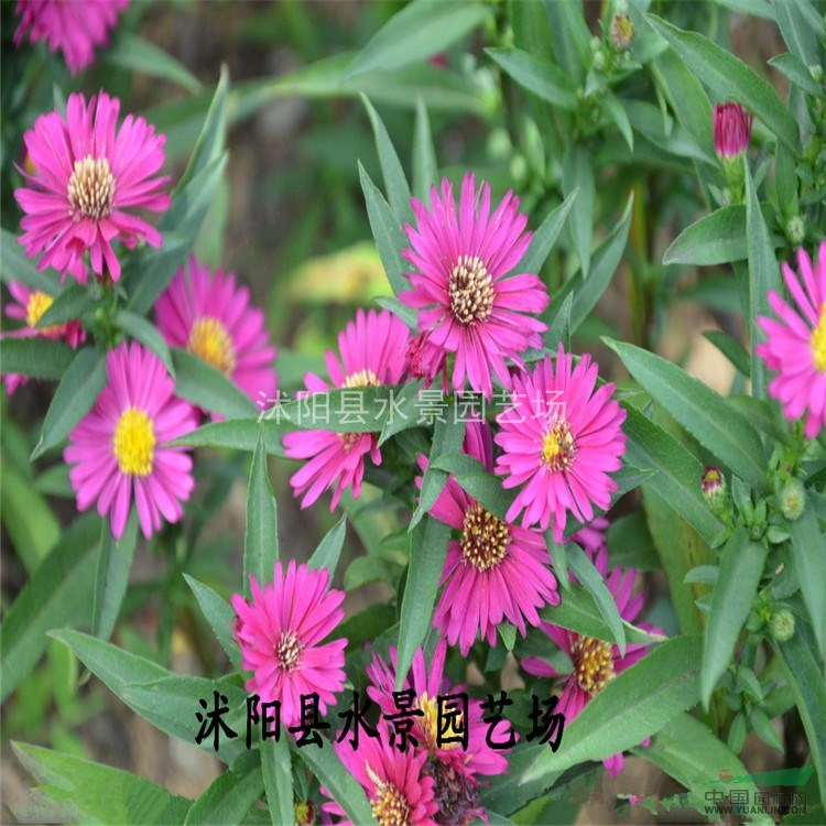 供應(yīng)荷蘭菊 地被菊 亞菊 大花金雞菊 小菊 荷蘭菊價(jià)格