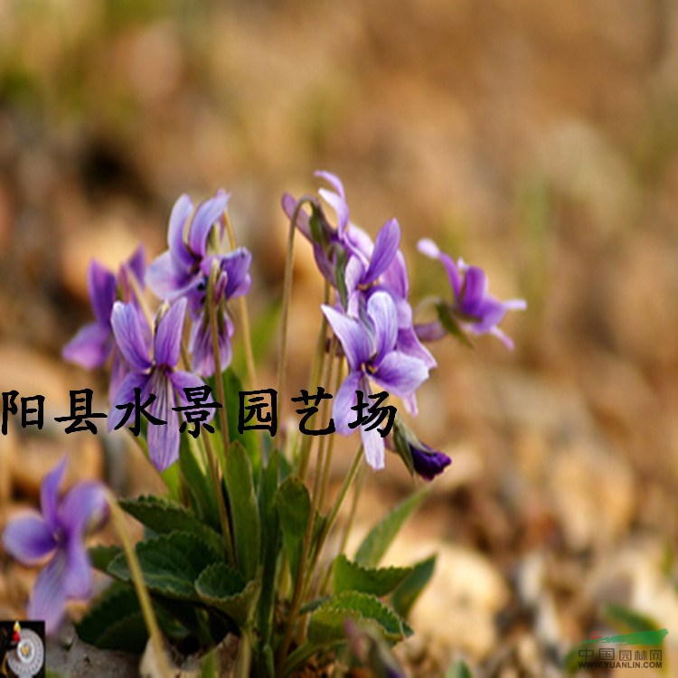 供應紫花地丁、獨行虎 蘇北園林承銷 大量批發(fā)紫花地丁