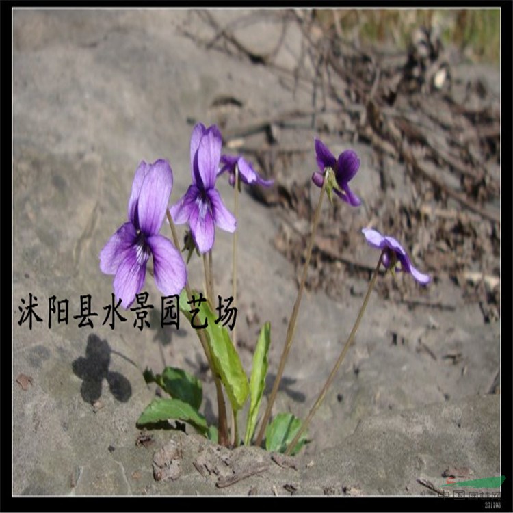 供應紫花地丁、獨行虎 蘇北園林承銷 大量批發(fā)紫花地丁