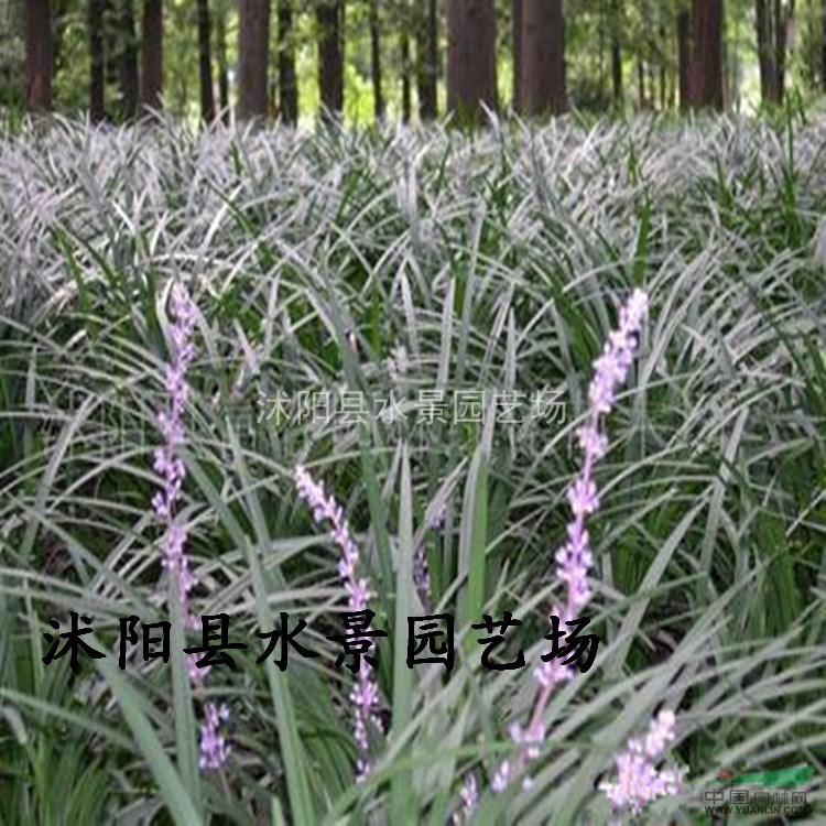 江蘇蘭花三七，蘭花三七價(jià)格，蘭花三七供應 金邊麥冬