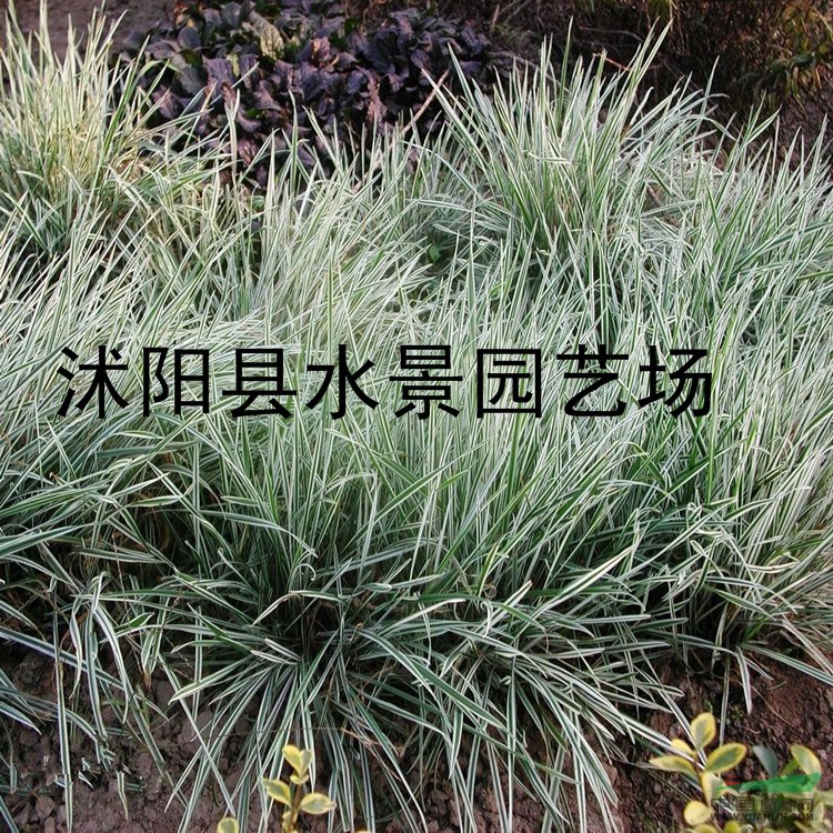 供應(yīng)花葉燕麥草 花葉燕麥草基地