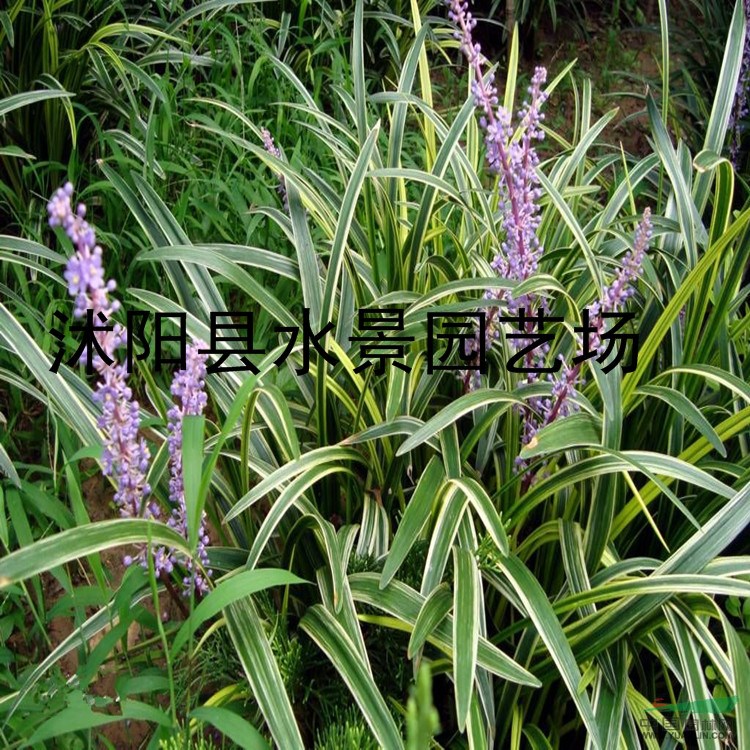 供應(yīng)花葉燕麥草 花葉燕麥草基地