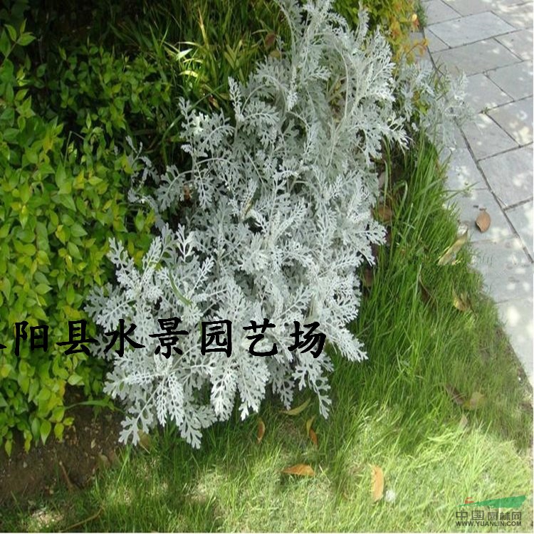 江蘇銀葉菊 雪葉菊 大量批發(fā)銀葉菊 銀葉菊價(jià)格 銀葉菊?qǐng)D片