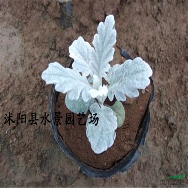 江蘇銀葉菊 雪葉菊 大量批發(fā)銀葉菊 銀葉菊價(jià)格 銀葉菊?qǐng)D片