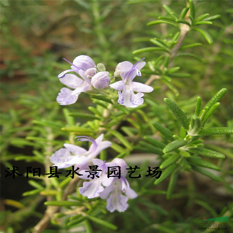 供應(yīng)迷迭香 又名海洋之露 承銷(xiāo) 大量批發(fā)迷迭香