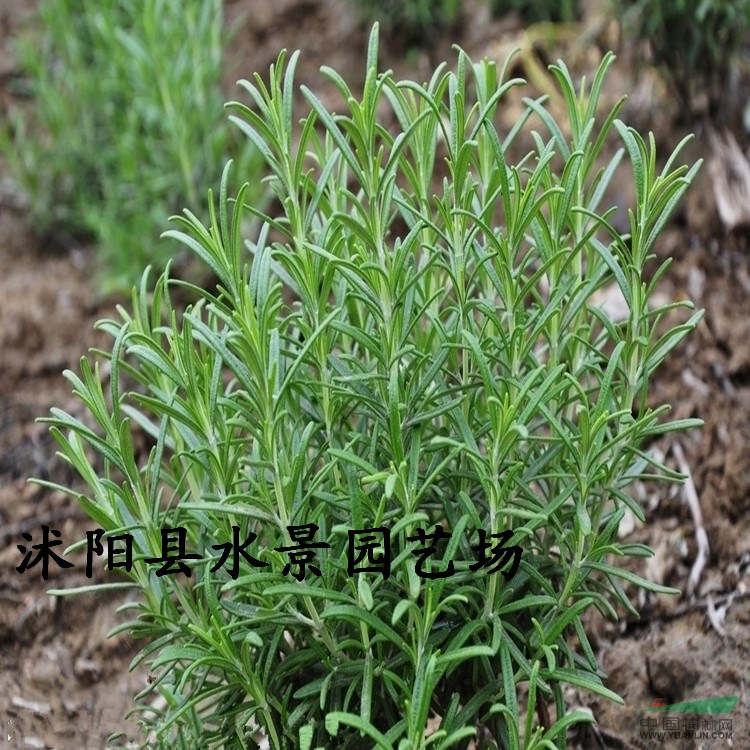 供應(yīng)迷迭香 又名海洋之露 承銷(xiāo) 大量批發(fā)迷迭香