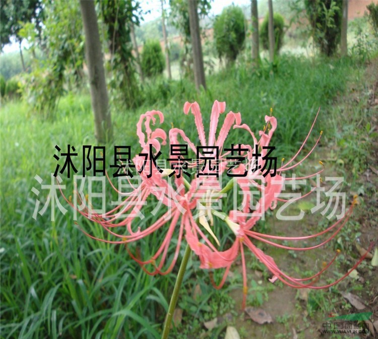 大量供應(yīng)石蒜 彼岸花 地被苗木 水生植物 紅花石蒜種球