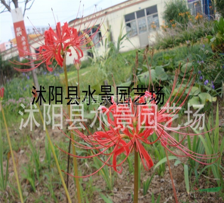 大量供應(yīng)石蒜 彼岸花 地被苗木 水生植物 紅花石蒜種球