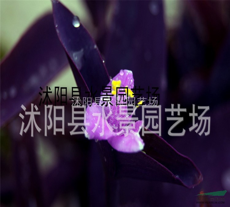供應(yīng)紫葉鴨趾草（別名鴨跖草、蘭花草）水生植物 紫葉鴨跖草基地