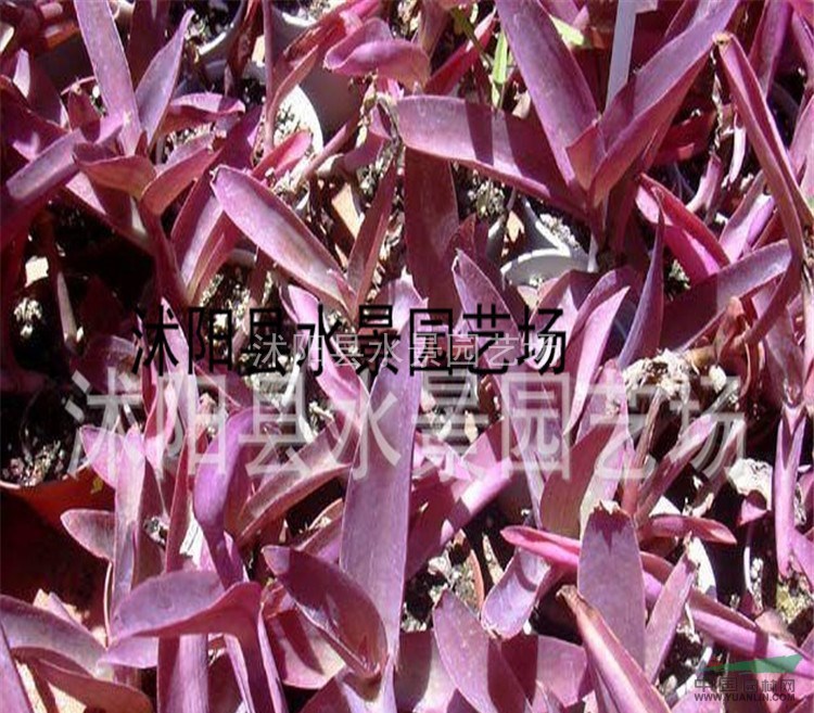 供應(yīng)紫葉鴨趾草（別名鴨跖草、蘭花草）水生植物 紫葉鴨跖草基地
