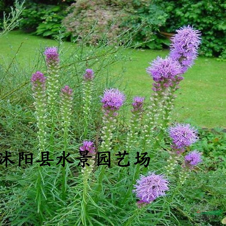 供應(yīng)蛇鞭菊 麒麟菊、貓尾花、舌根菊