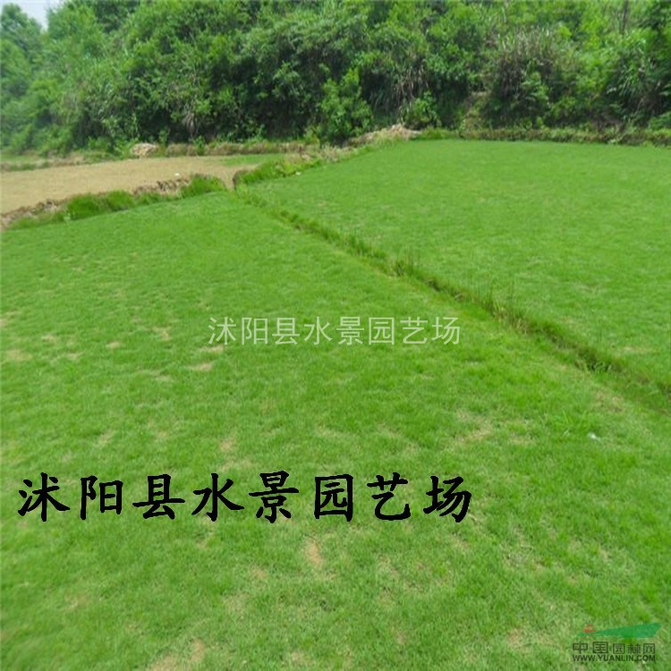 馬尼拉，馬尼拉草，溝葉結(jié)縷草、半細(xì)葉結(jié)縷草、小芝I型結(jié)縷草