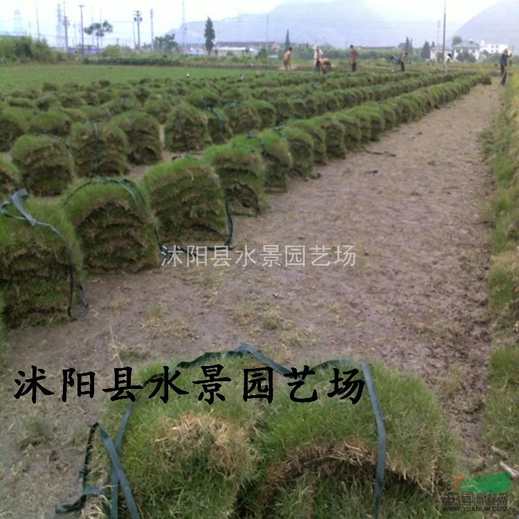 馬尼拉，馬尼拉草，溝葉結(jié)縷草、半細(xì)葉結(jié)縷草、小芝I型結(jié)縷草