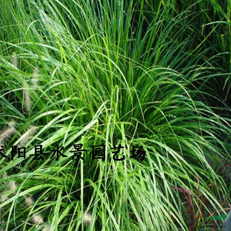 江蘇細(xì)葉苔草 金葉苔草 細(xì)葉針芒 細(xì)葉苔草價格 