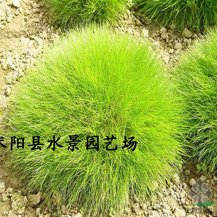 江蘇細(xì)葉苔草 金葉苔草 細(xì)葉針芒 細(xì)葉苔草價格 